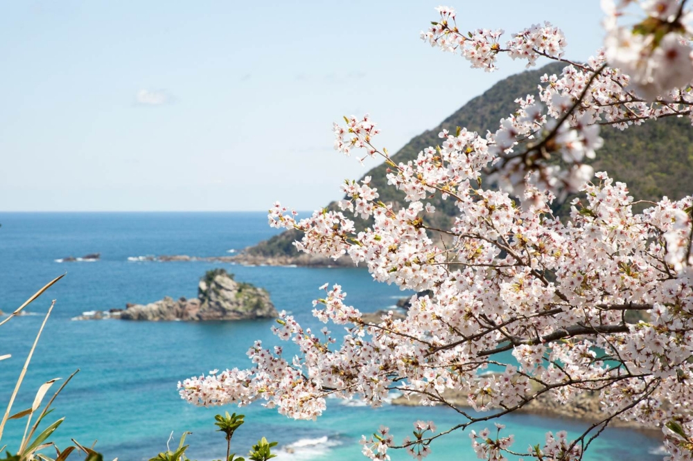 粉白櫻花點綴的蔚藍竹野海岸