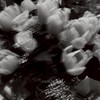 傳說內戰•第五人格•傳說排位•聊天•處關係•音樂群