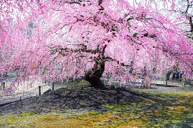 讓梅花先為櫻花揭開序幕 三重鈴鹿之森庭園的垂枝梅祭 是日日本 Line Today