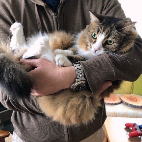 実は嫌がっているかも 猫が喜ぶ 抱っこの仕方と心得