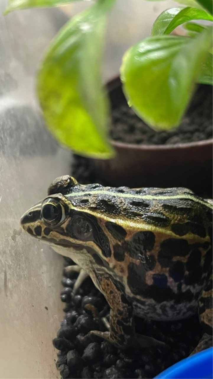 生き物飼育者オプチャ！