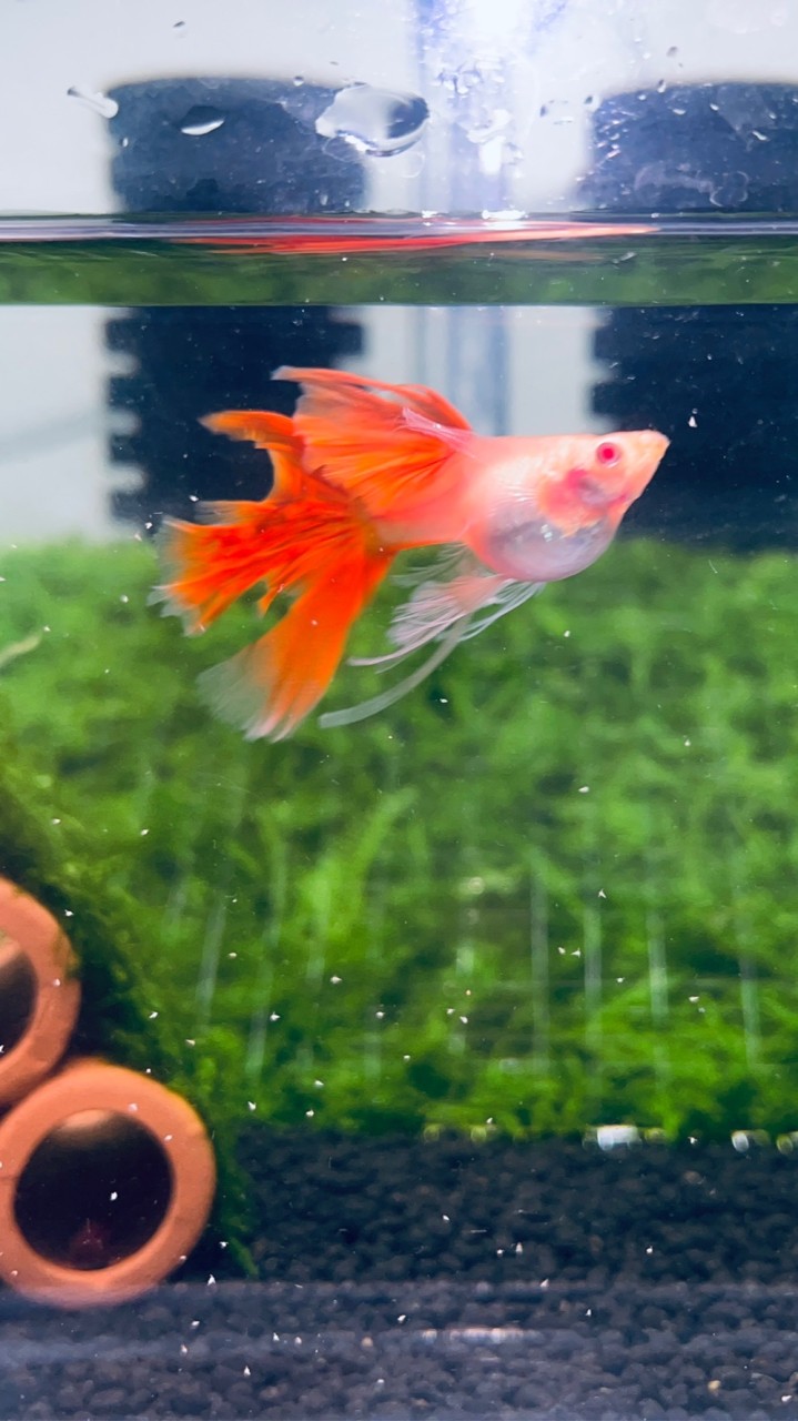 B_C孔雀魚坊  bc_guppies