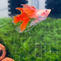B_C孔雀魚坊  bc_guppies