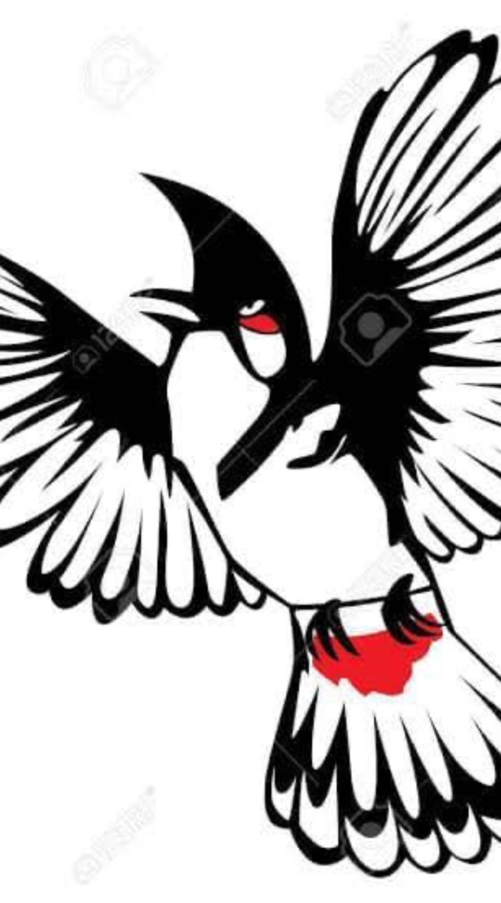 🕊️🕊️กลุ่มนกกรงหัวจุก อ.ท่าวังผา🕊️🕊️