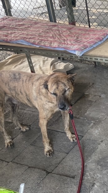 王富美浪浪家園