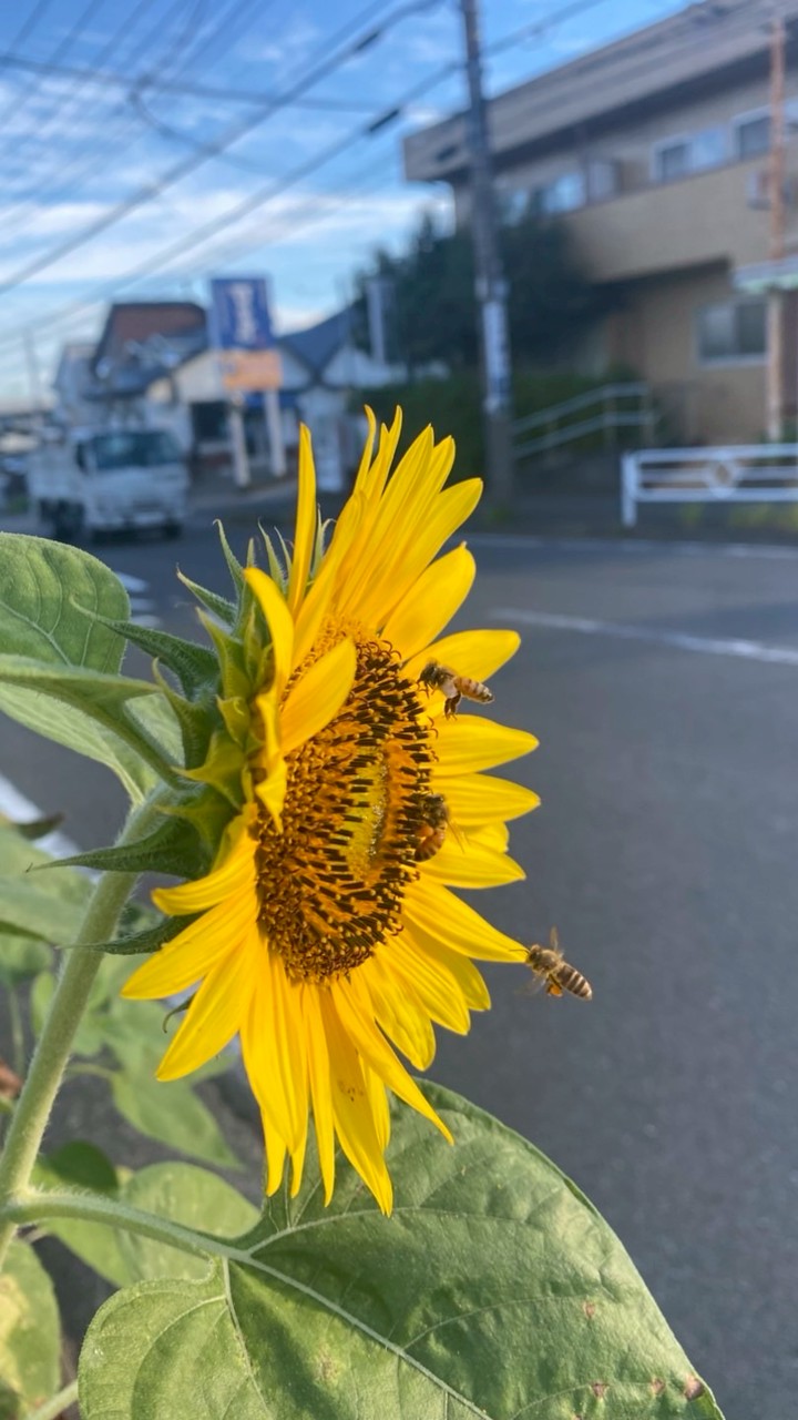 みつばち10Xプロジェクト2026