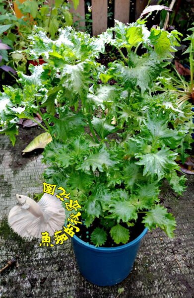 5吋盆 [ 大青紫蘇盆栽 日本人超愛 ] 活體香草植物盆栽, 可食用.料理或泡茶 ~ 半日照佳~ 先確認有沒有貨。人氣店家魚痴的秘密花園的活體植物盆栽有最棒的商品。快到日本NO.1的Rakuten樂天