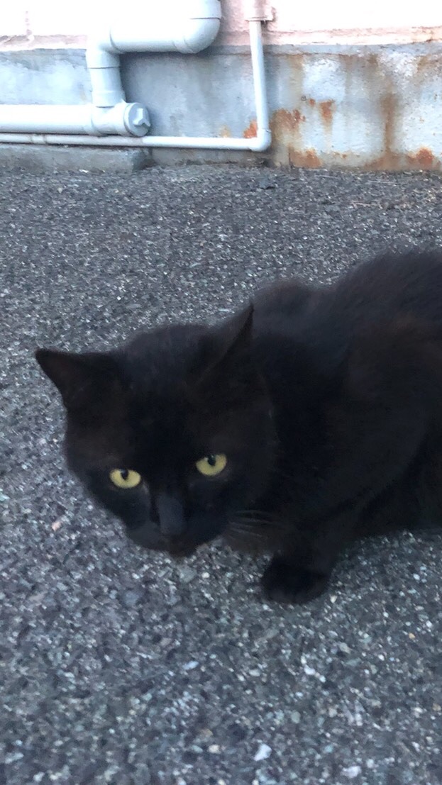 ねこ専用世間話のオープンチャット