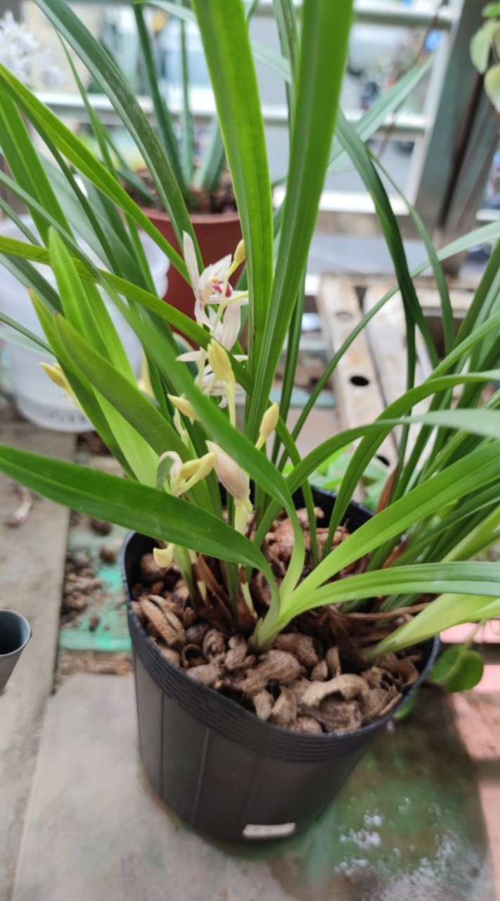 植物種植討論，或者來聊天也行