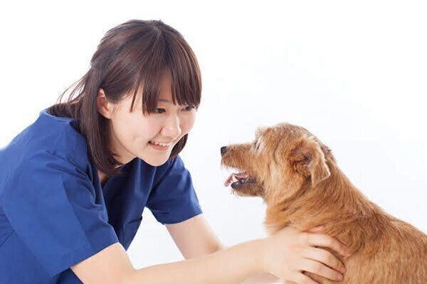 病気のサインも 犬の口臭が強いとき に考えられる原因 いぬのきもちnews