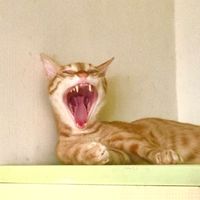 💝602正音班