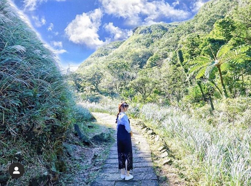 IG超紅必拍芒花！秋季限定草嶺古道芒花季登場！