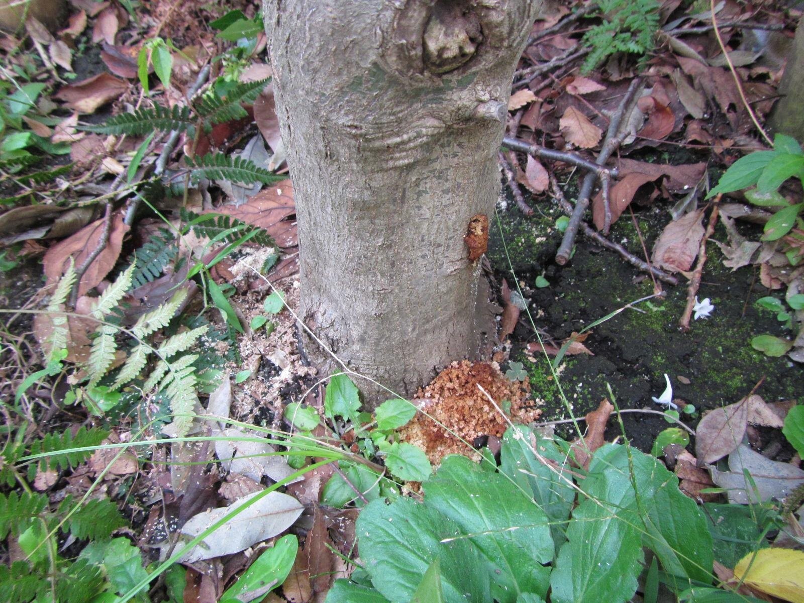 もみじ 楓の育て方ガイド 庭木や鉢植え 盆栽におすすめの種類はこれだ