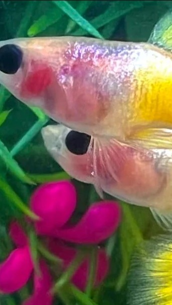 KamphaengPhet Guppy
