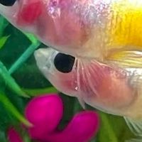 KamphaengPhet Guppy