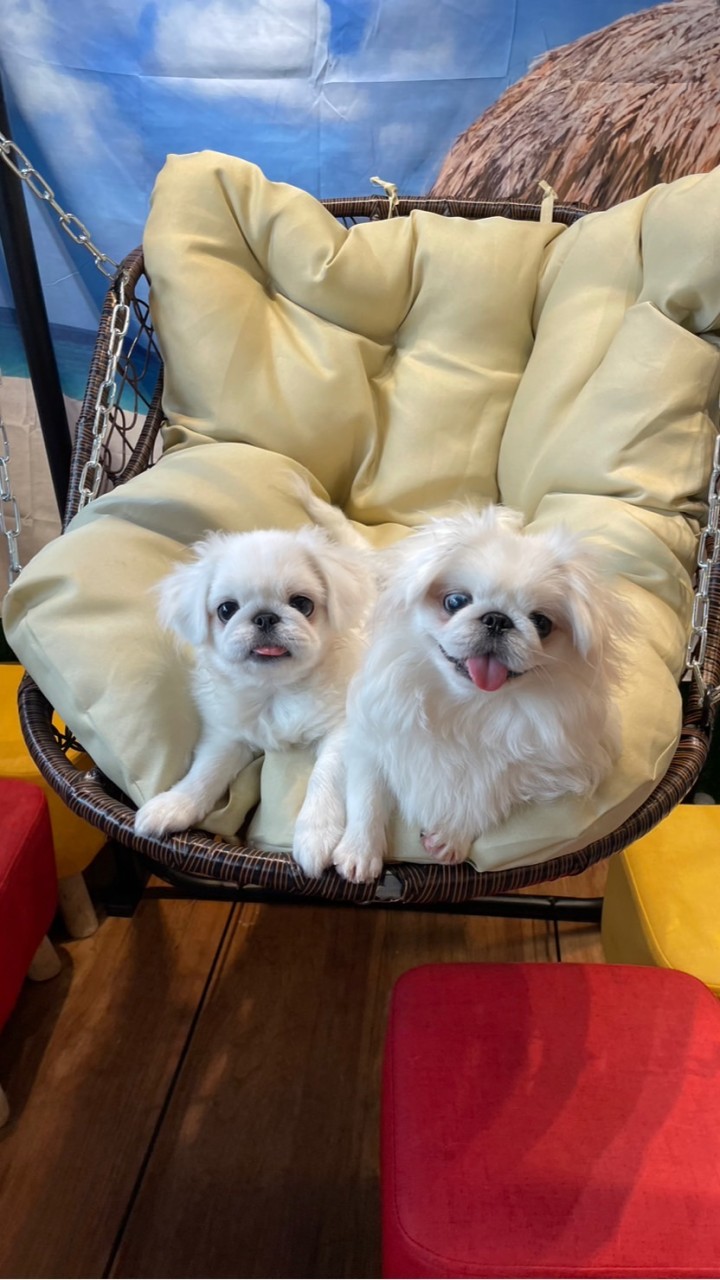 北京犬萌寶小天地