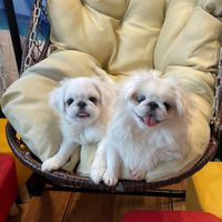北京犬萌寶小天地