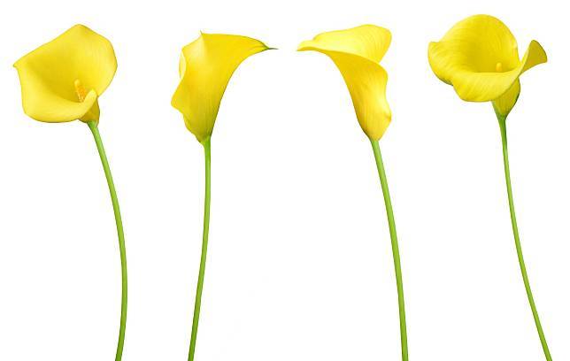 圖/shutterstock.com