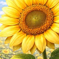 ちわここ🌻🐾