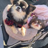 ୧⃛՞•ﻌ•՞୨⃛埼玉の犬好き୧⃛՞•ﻌ•՞୨⃛