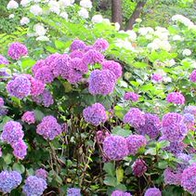 梅雨季就要欣賞紫陽花，筆記做起來～明年五月安排一場紫陽花之旅吧