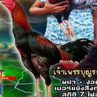@คนไทยหัวใจไก่ชน