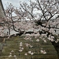 桜乃総会