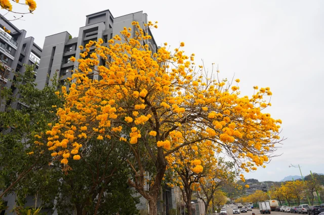 2023廍子公園黃花風鈴木花況,台中最美的黃金公園,廍子公園黃花風鈴木,廍子公園黃花風鈴木花況