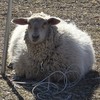 ばべこ動物園
