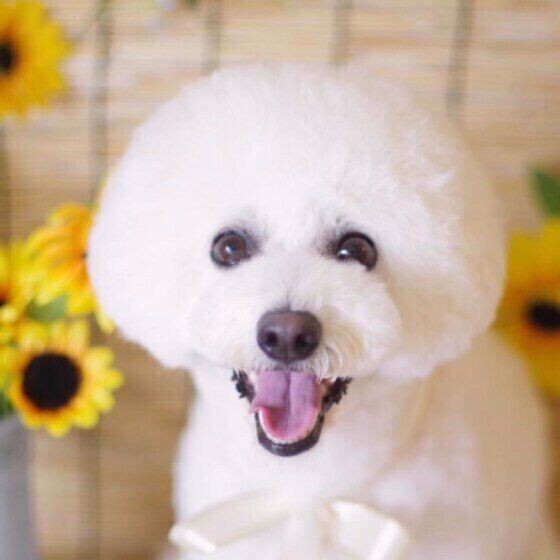 白くてモフモフの犬種6選 思わず抱きしめたくなる いぬのきもちnews
