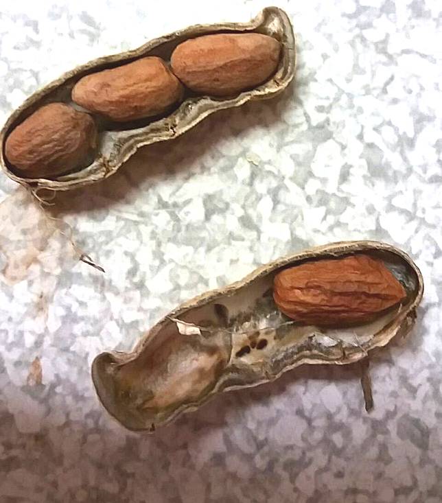澎湖花生種子缺貨 明年花生種植可能面臨缺種子困境 澎湖時報 Line Today