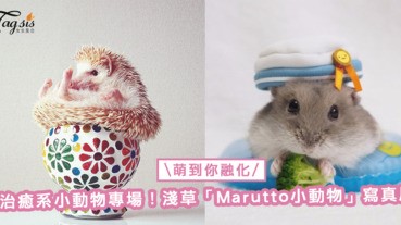 治癒系小動物專場！淺草「Marutto小動物」寫真展，萌照一定讓你融化〜