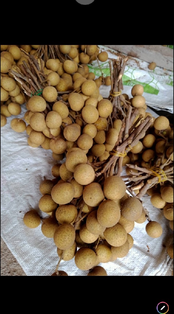 วันนี้มีลำใยพันอีดอขาย โลละ30บาทอยู่ตลาดหาดสูงค่ะ