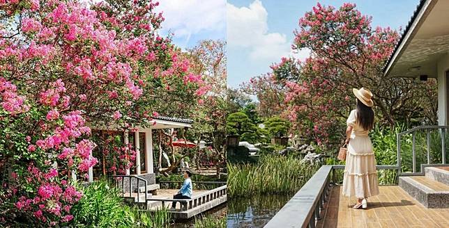 粉紅 台版兼六園 在彰化 滿園紫薇花綻放宛如仙境 台灣旅行趣 Line Today