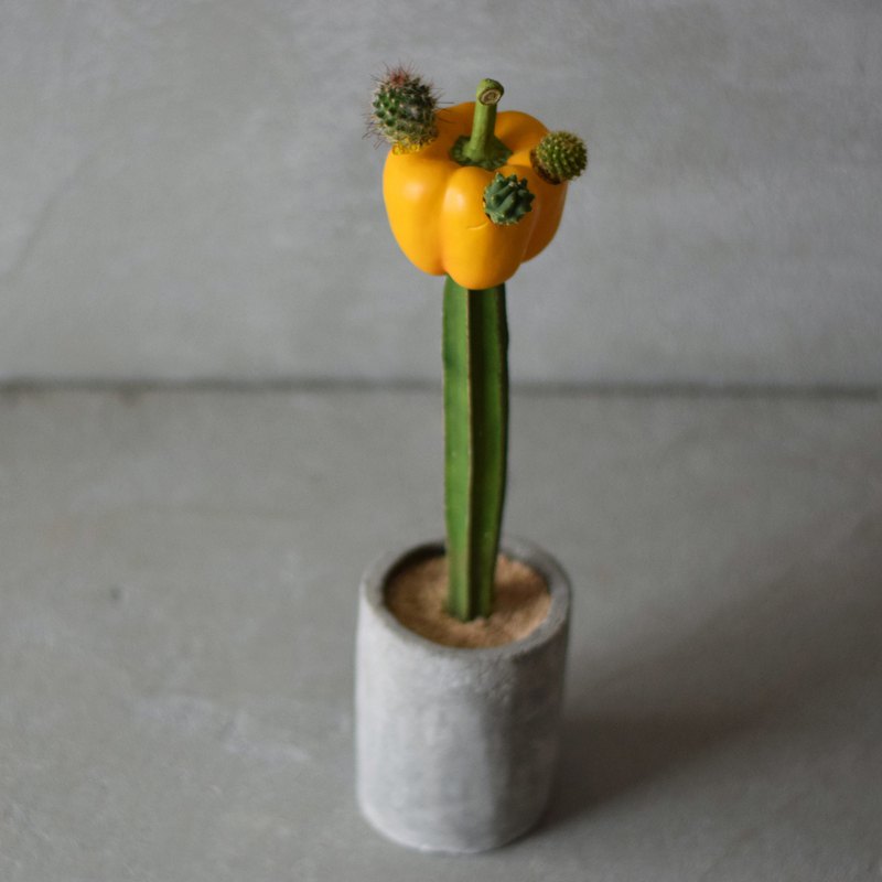 我嫁接了嫁接的仙人掌和辣椒粉。