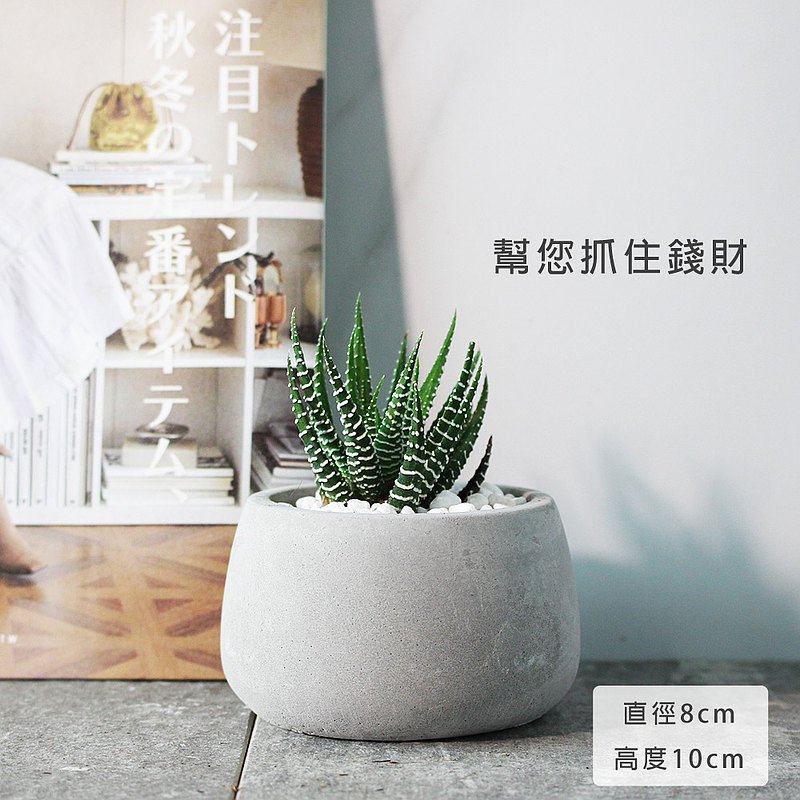 十二之卷 | 招財植物 | 稍耐陰的多肉植物 | 斑馬十二卷 | 室內植