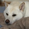 ほぼゲーム部屋な茶番部屋