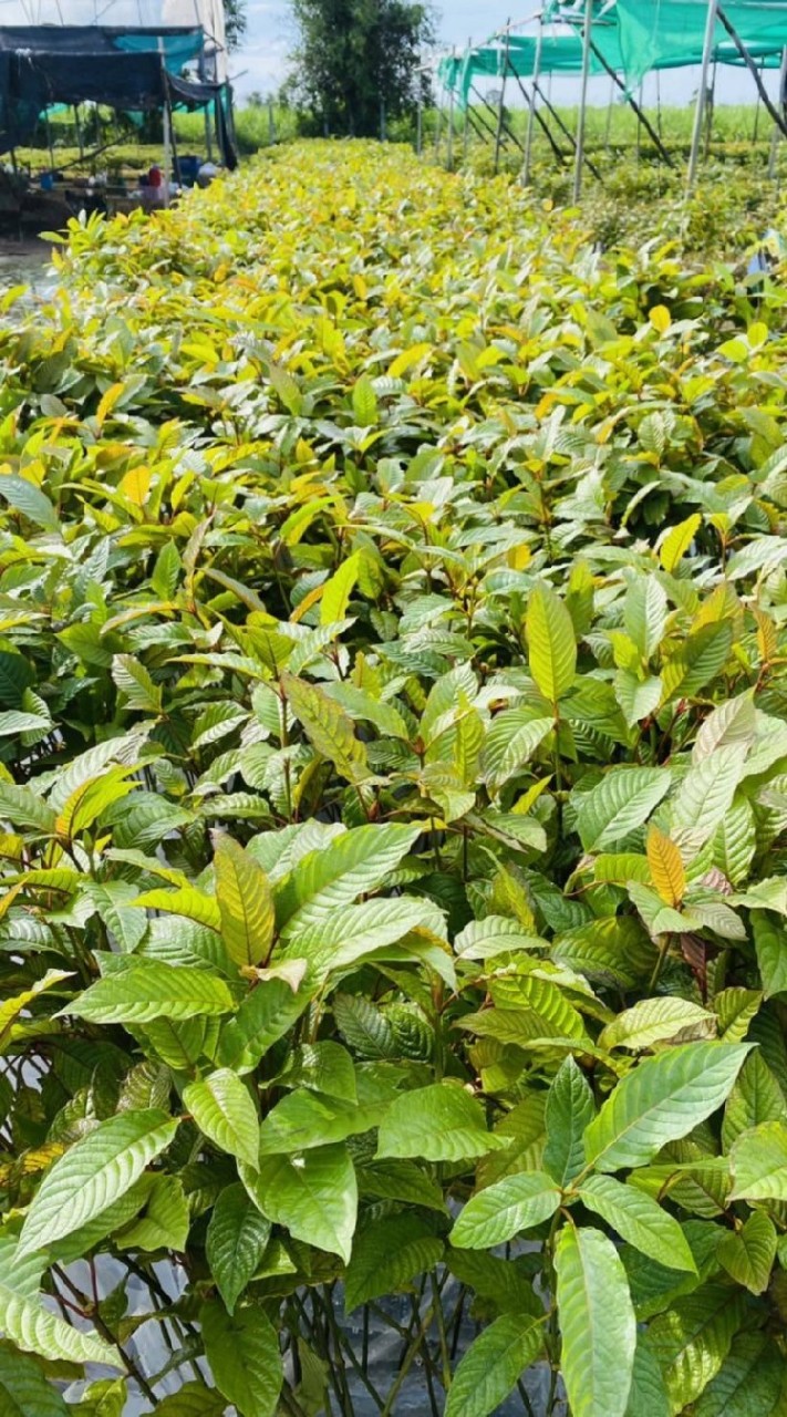 🌱กระท่อมพันล้าน