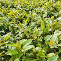 🌱กระท่อมพันล้าน