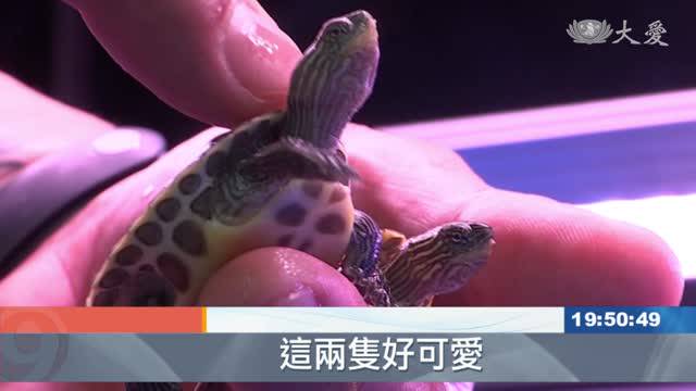 飼養小烏龜要注意沒洗手染沙門氏菌發燒 大愛新聞 Line Today