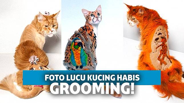 15 Gaya Grooming Kucing Ini Asli Bisa Bikin Kalian Kagum  Keepo 