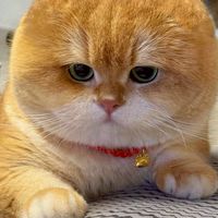 ออม Chat