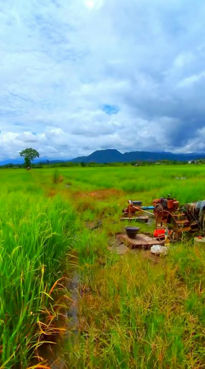 หนองด่านประชาร่วมใจ