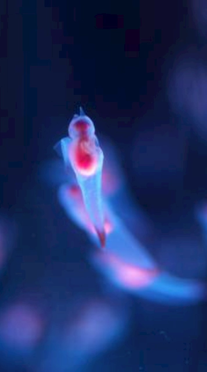 雑談！歌とかいろいろ！今なら古参！