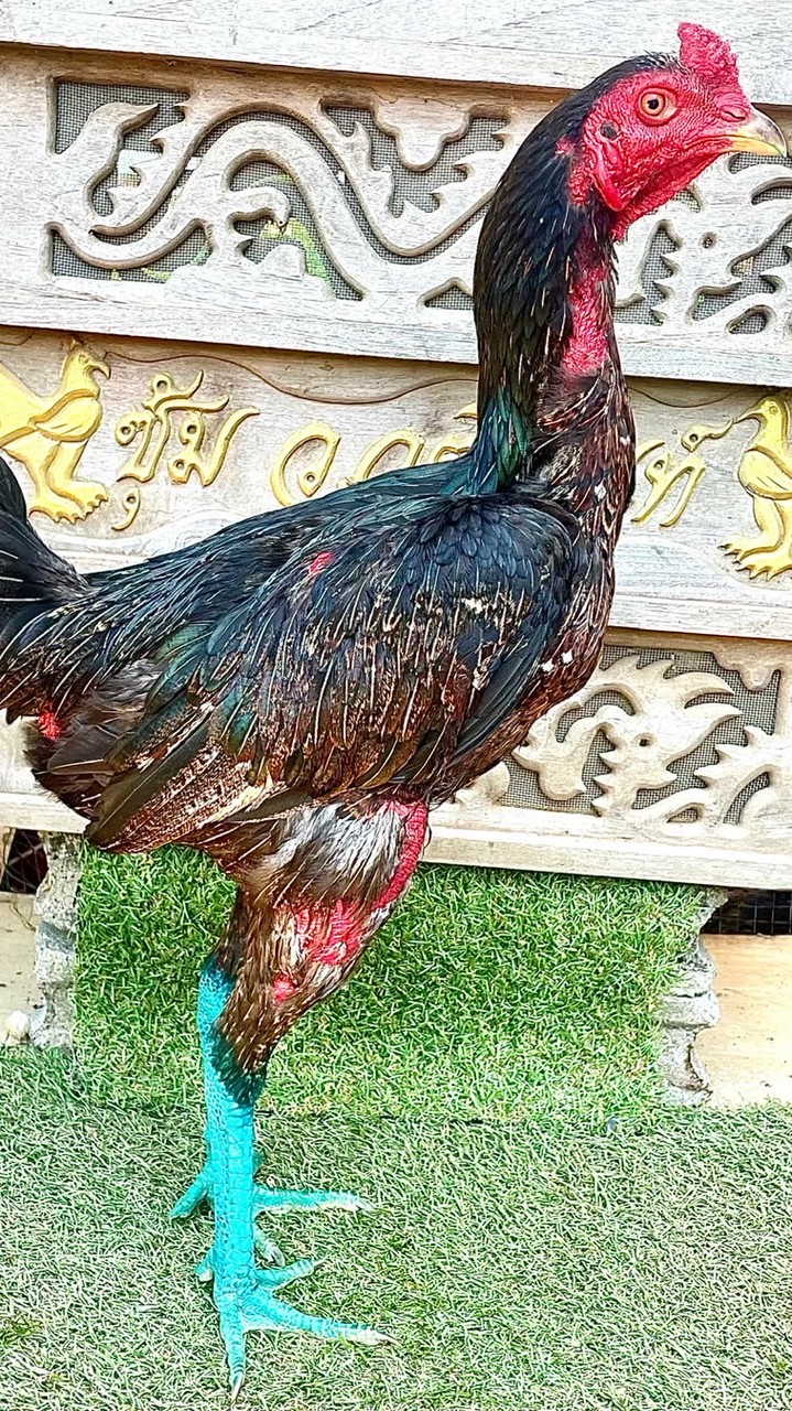อัพเดทลูกไก่ เหล่า สวนอินทัช/ตะขอเพชร/กุมารจีน ซุ้ม ว.วุฒินันท์