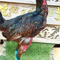 อัพเดทลูกไก่ เหล่า สวนอินทัช/ตะขอเพชร/กุมารจีน ซุ้ม ว.วุฒินันท์