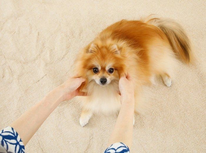 愛犬の目のウルウル それって涙流症 涙やけ かも