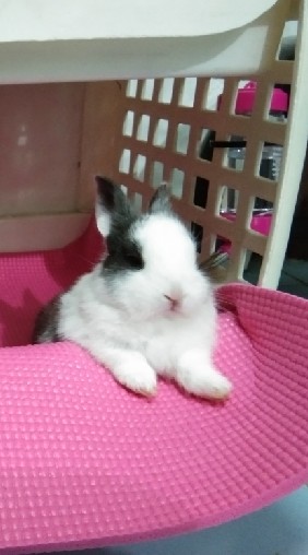 🐇กระตุ่ยแสนรัก🐰