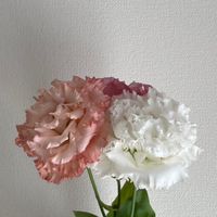 あみんちゅ倶楽部