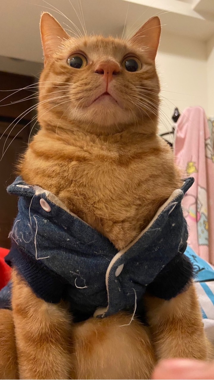 我超🍊白 😹～